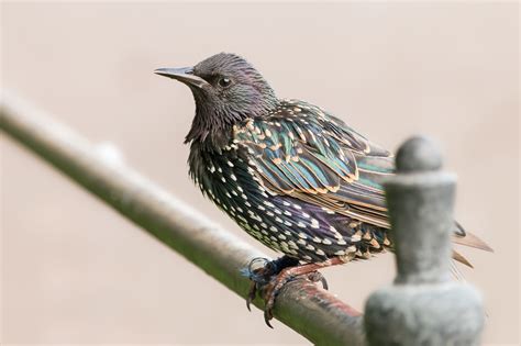 How To Get Rid Of Grackles And Starlings How To Get Rid Of Starlings