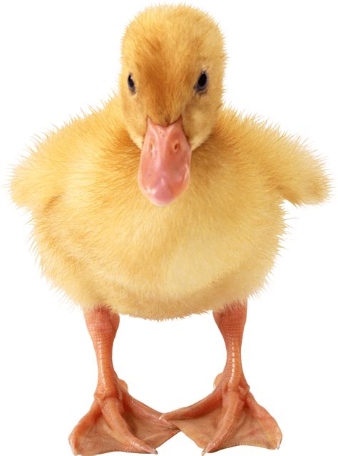 Duckling Png Image Purepng Free Transparent Cc0 Png Image Library