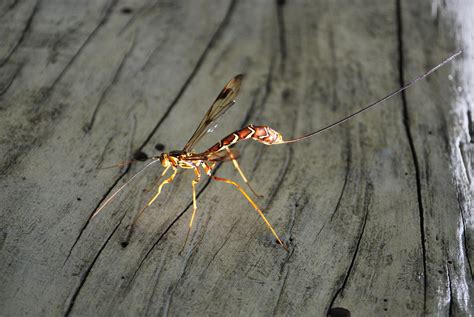 Odd Looking Wasp Like Bug In Sw Ontario Canada Rwhatsthisbug