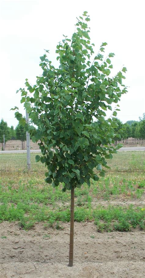 Tilia Cordata ‘greenspire Little Leaf Linden Cherry