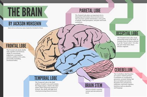 Brain Lobes Ap Psychology