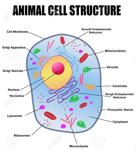 Function Of Microtubules In Animal Cell