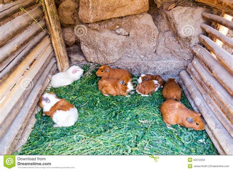 Guinea Pigs In Peru Stock Image Image Of Green Guinea 52512253