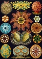 Ernst Haeckel: The Man Who Merged Science with Art