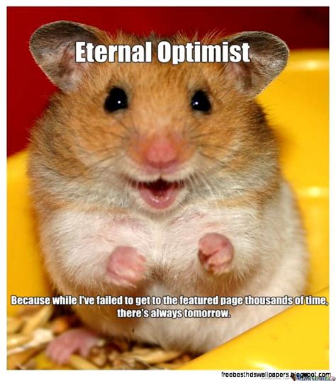 Funny Hamster Free Best Hd Wallpapers
