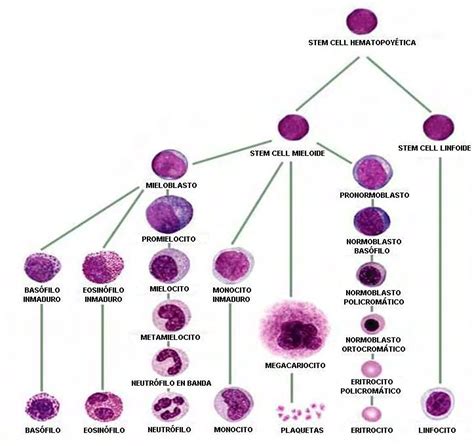 Diagrama De La DiferenciaciÓn Celular HematopoyÉtica Download