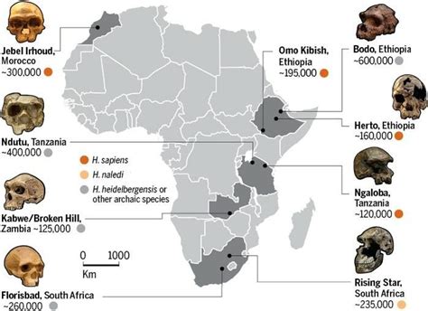 Humans In Africa Human Fossils Human Evolution Evolution