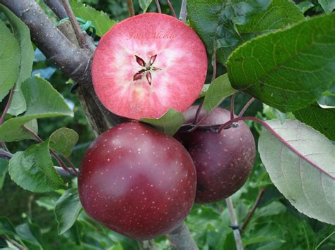 Experience With Red Fleshed Apples General Fruit Growing Growing Fruit