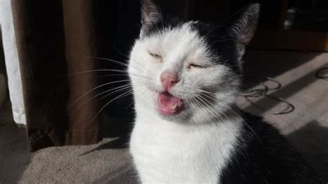 21 Photos Of Cats Sneezing That Will Make You Laugh Cat Sneezing
