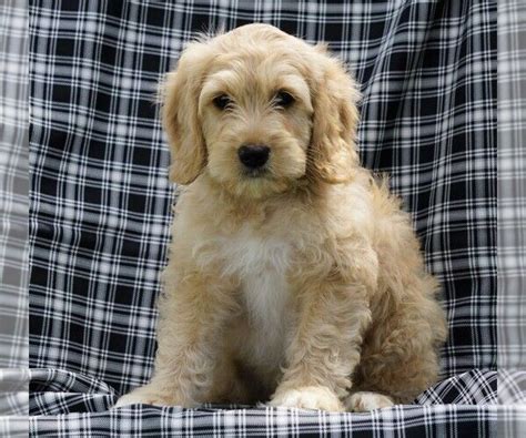 We have puppies available now. Labradoodle-Poodle (Miniature) Mix puppy for Sale in ...