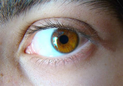 Filelight Brown Eye Wikimedia Commons