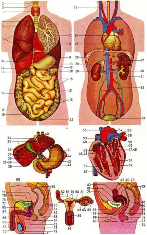 Internal anatomy of human upper torso, back wall art. Anatomy of the human body | Anatomy of Organs in Body ...