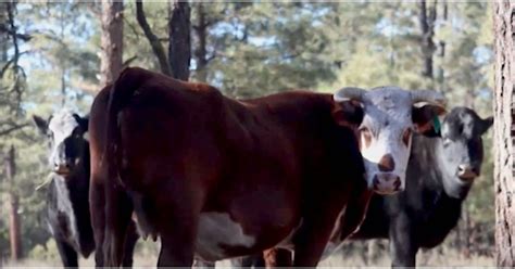 New Mexicos Feral Cows In Gila National Forest To Be Killed