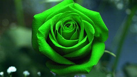 Green Rose Wallpapers Pictures Images