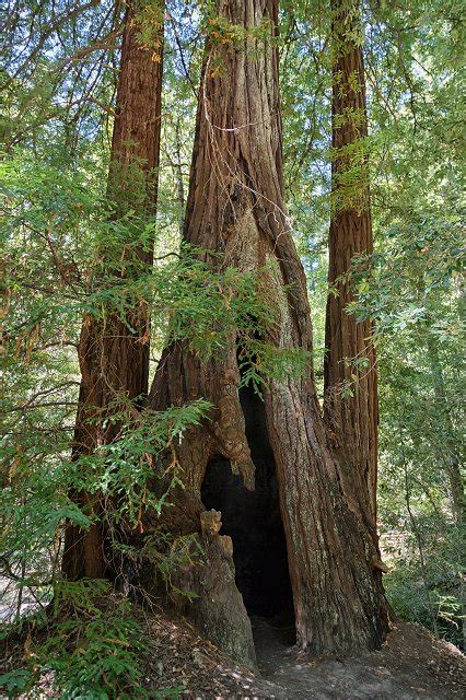 Big Basin Redwoods State Park Big Basin Redwoods State Park Santa