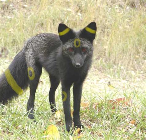 Real Umbreon By Xxkisaxx On Deviantart