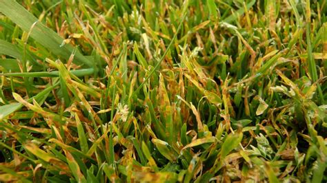 How To Treat Leaf Spot Disease In Lawn