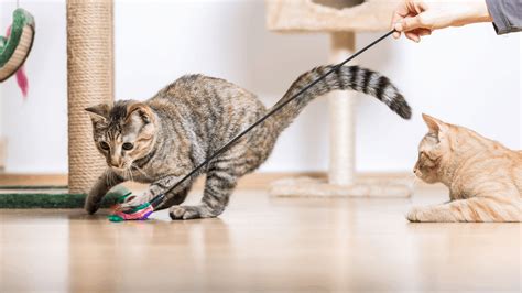 Importance Of Playing With Your Cat Cat Sitter Toronto Inc