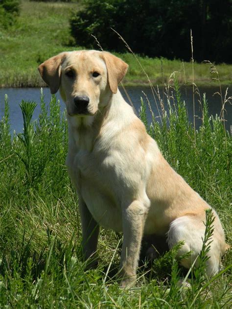 Akc american labrador retriever puppies. Field Bred Labrador Retriever Breeders | PETSIDI