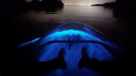 Rare Bioluminescent Kayaking YouTube