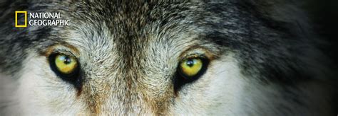 Wolf National Geographic Book Living With Wolves