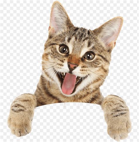 Free Download Hd Png Cat Happy Cat Royalty Free Png Image With