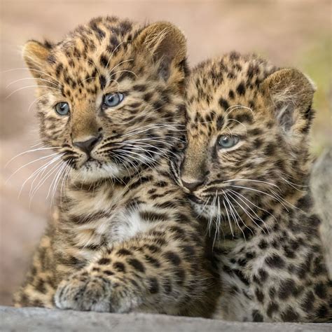 Amur Leopard Baby Peepsburghcom