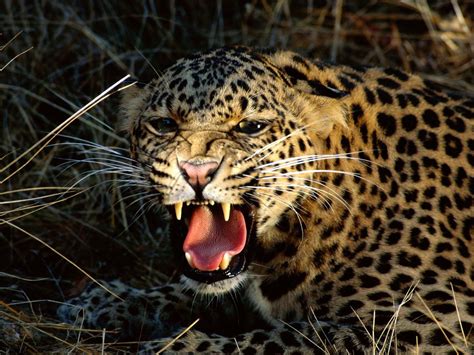 Aggressive Leopard Wallpapers And Images Wallpapers Pictures Photos
