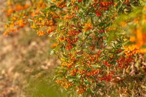 Hawthorn Bush Laden With Berries In Autumn Decorative Bush With Orange