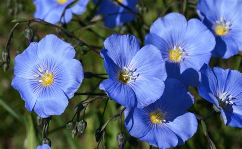 Blue Sapphire Flax Hardy Perennial Linum Perenne Wildflower 20 Etsy Uk