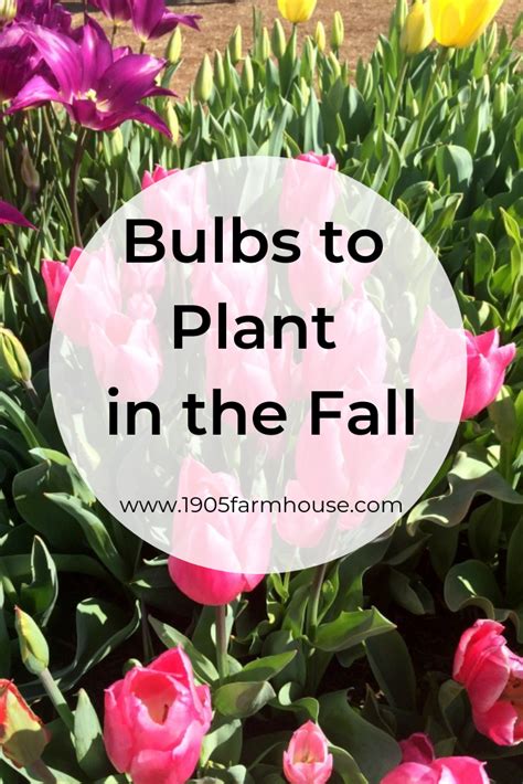 What Type Of Flower Bulbs To Plant In The Fall 1905 Farmhouse