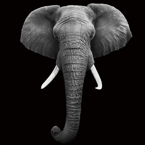 Glasbilder Elephant Head Bandw Bei Europosters