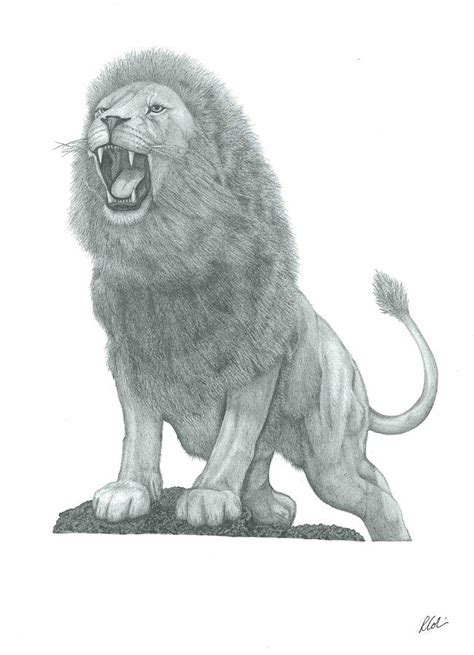 Roaring Lion Drawing Realistic Drawing Skill