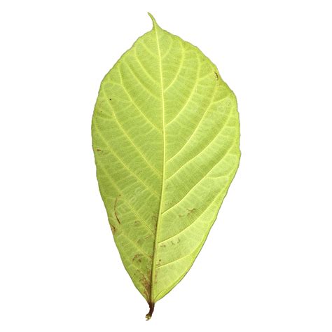 Green Leafes Png Transparent Green Leaf Png Green Leaves Beautiful