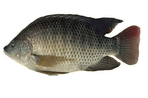 Tilapia Benefits Prevents Arthritis Prostate Cancer And Ageing