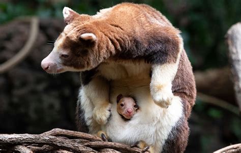 Baby Matschies Tree Kangaroo Joey Born At Bronx Zoo In New York City