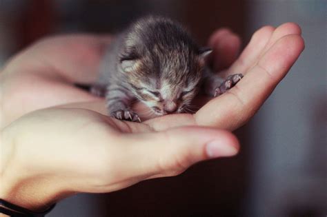 21 Purrfect Photos Of Tiny Kittens That Fit In Your Palm 500px