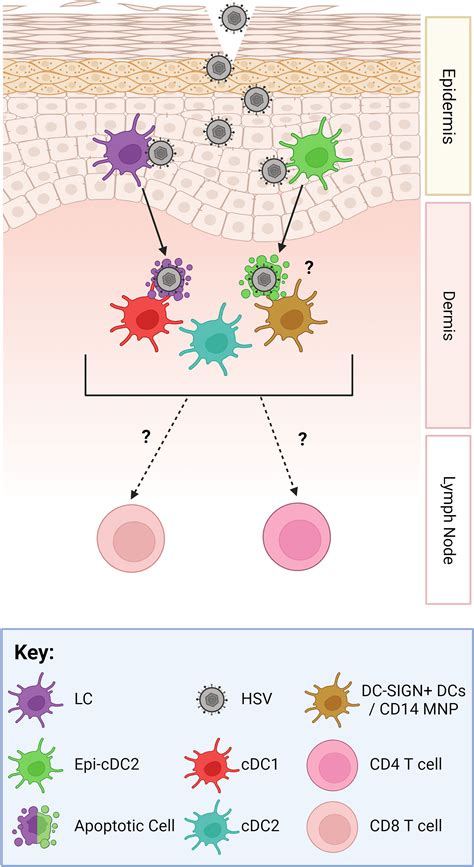 Frontiers Cytokines And Chemokines The Vital Role They Play In
