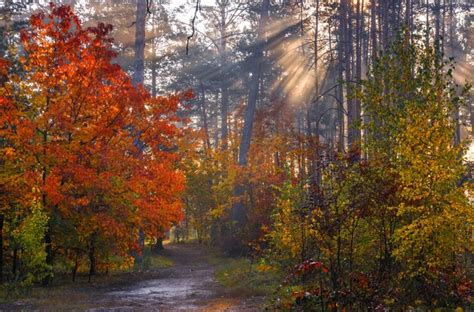 Premium Photo Walk In The Forest Early Morning Sun Rays Autumn Beauty