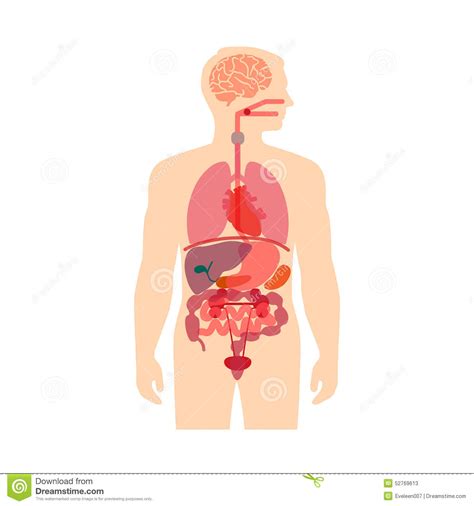 Maybe you would like to learn more about one of these? Menschlicher Körper-Anatomie Vektor Abbildung ...