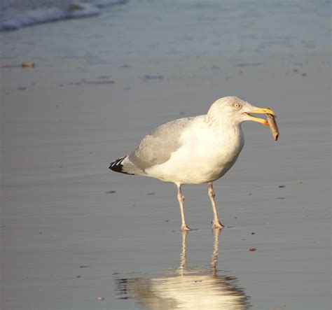 Безплатна снимка плаж море птица крило морски птици дивата