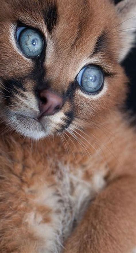 Find the best cats for sale in karachi. OMG - this EYES ........ ♥♥♥ Caracal Baby | Beautiful cats ...