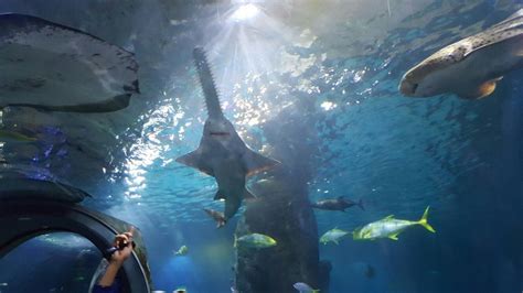 Sea Life Melbourne Aquarium Australia Top Tips Before You Go