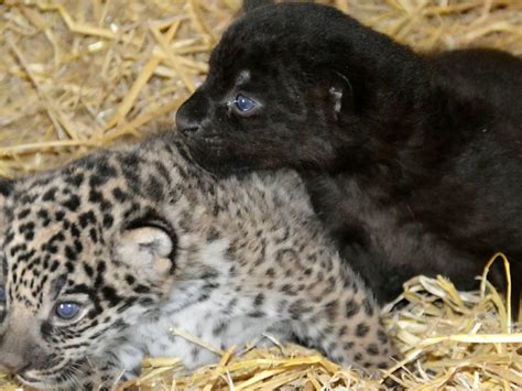 A Pair Of Adorable Baby Jaguars Have Been Born At A Wildlife Park