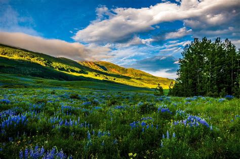 Mountains Meadows Flowers Wallpapers Hd Desktop And Mobile Backgrounds