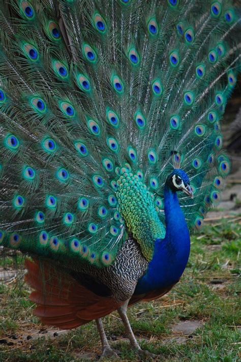 Indian Peacock Displaying 🦚 Rpeacocks