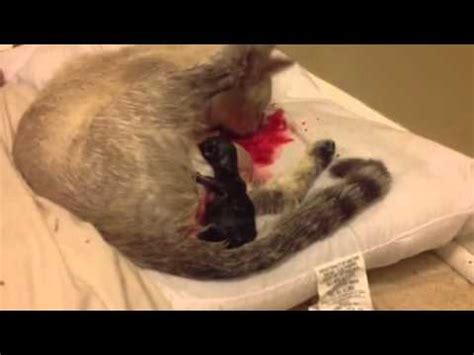 Many of us rescue/adopt our cats, so dealing with an expectant queen cat that is fast approaching her due date isn't typical for all of us. Cat giving birth 2 - YouTube