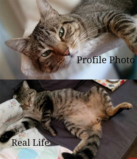 Profile Vs Real Life Cute Cats Hq Pictures Of Cute Cats And Kittens