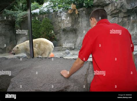 Polar Bear Exhibit At Zoo Stock Photo Alamy