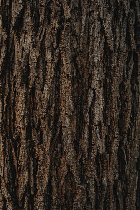 Tree Trunk Pictures Download Free Images On Unsplash